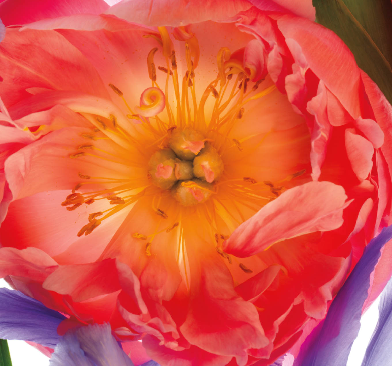 Pretty Pink PeonyI love peonies When I set out to make a series of macro - photo 8