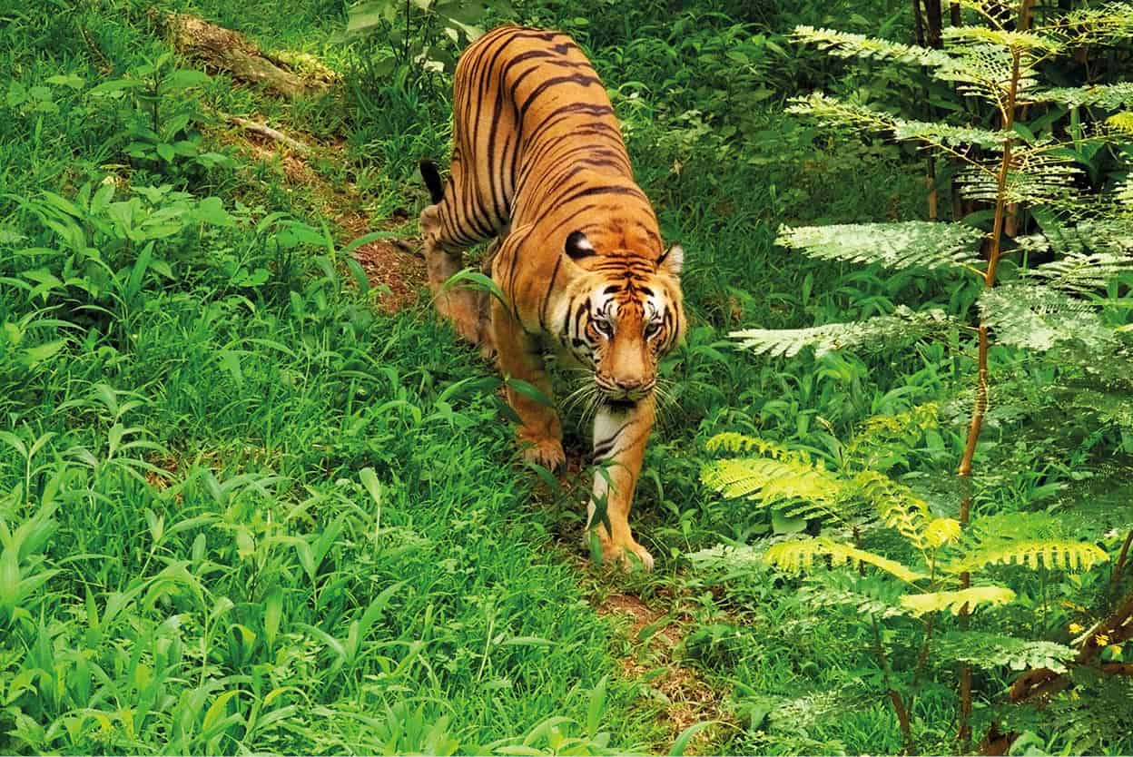 Periyar Wildlife Sanctuary Of all the protected reserves amongst the steep - photo 12