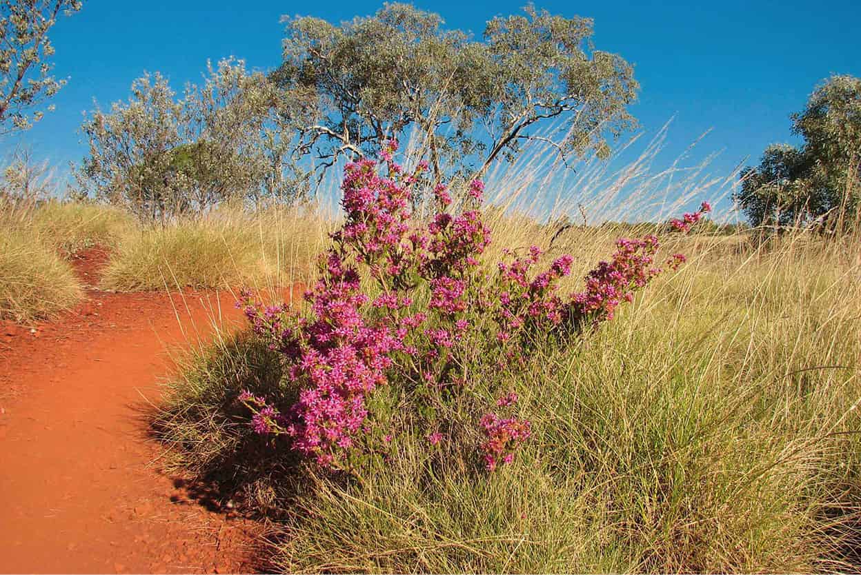 Wildflowers in Western Australia Springtime beginning in September is when - photo 10