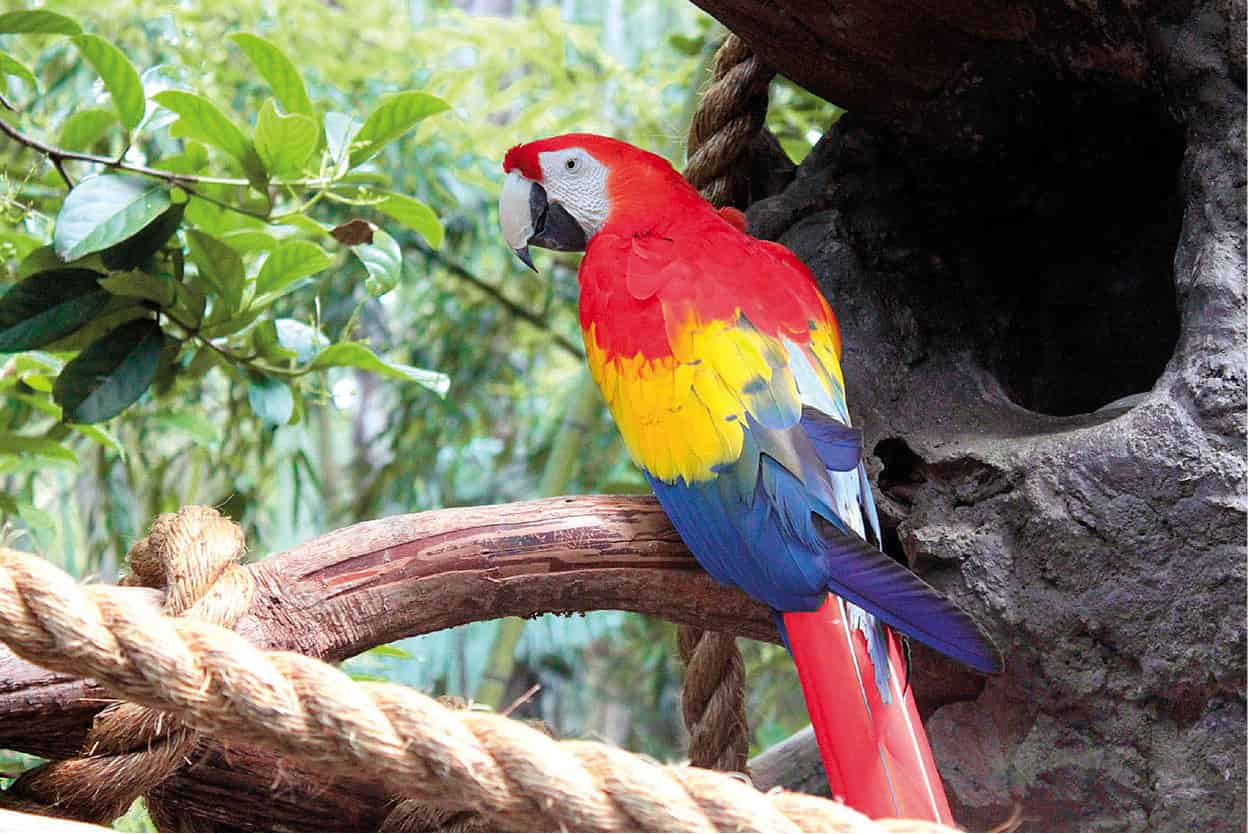 Belize Zoo Come face-to-face with Belizes iconic creatures from screeching - photo 12