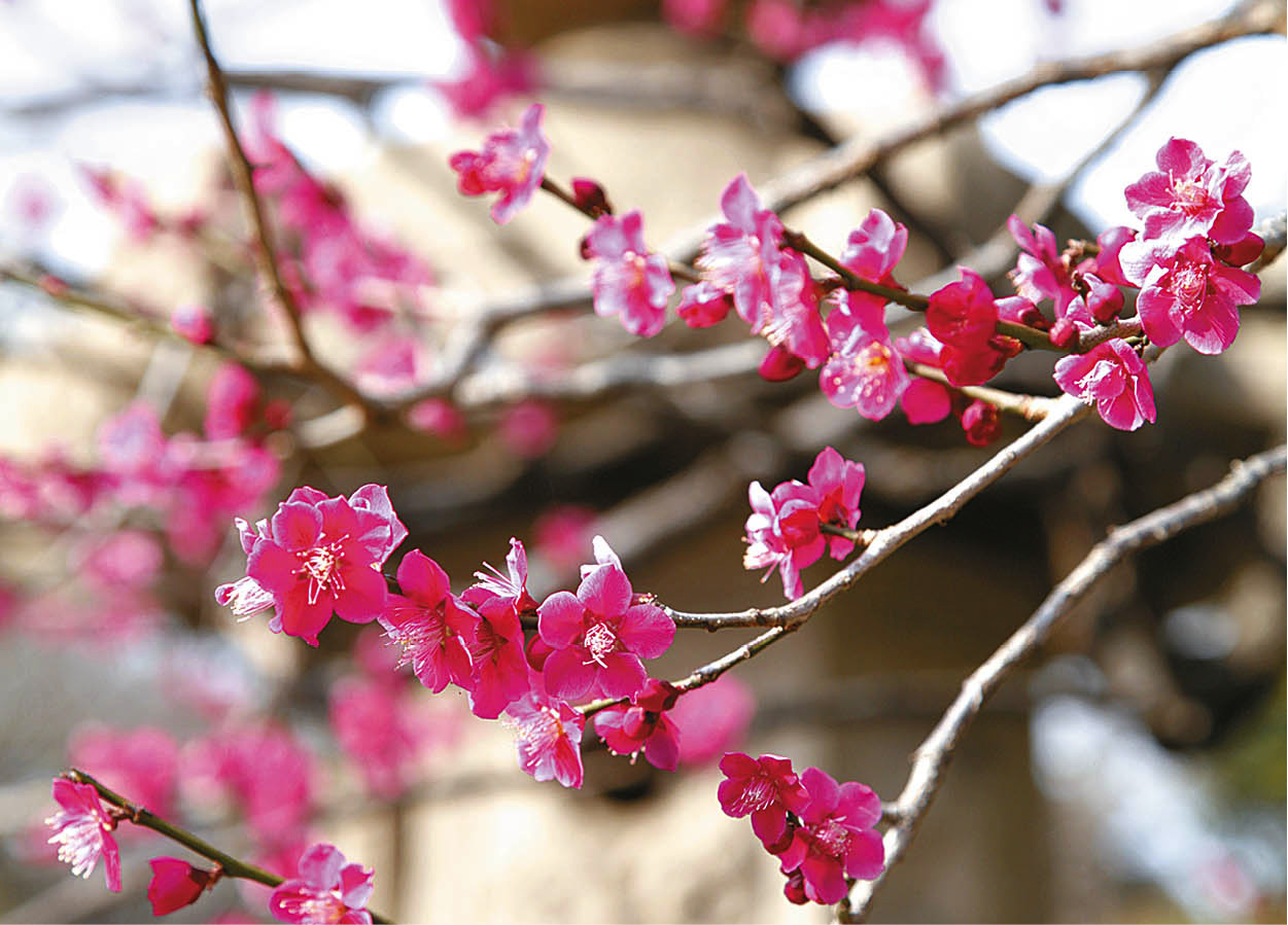 Parks and gardens Chinzan-so is great for people watching Ming - photo 9