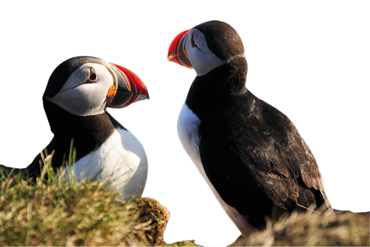 Puffin-spotting See huge colonies of these curious colourful birds on the - photo 8