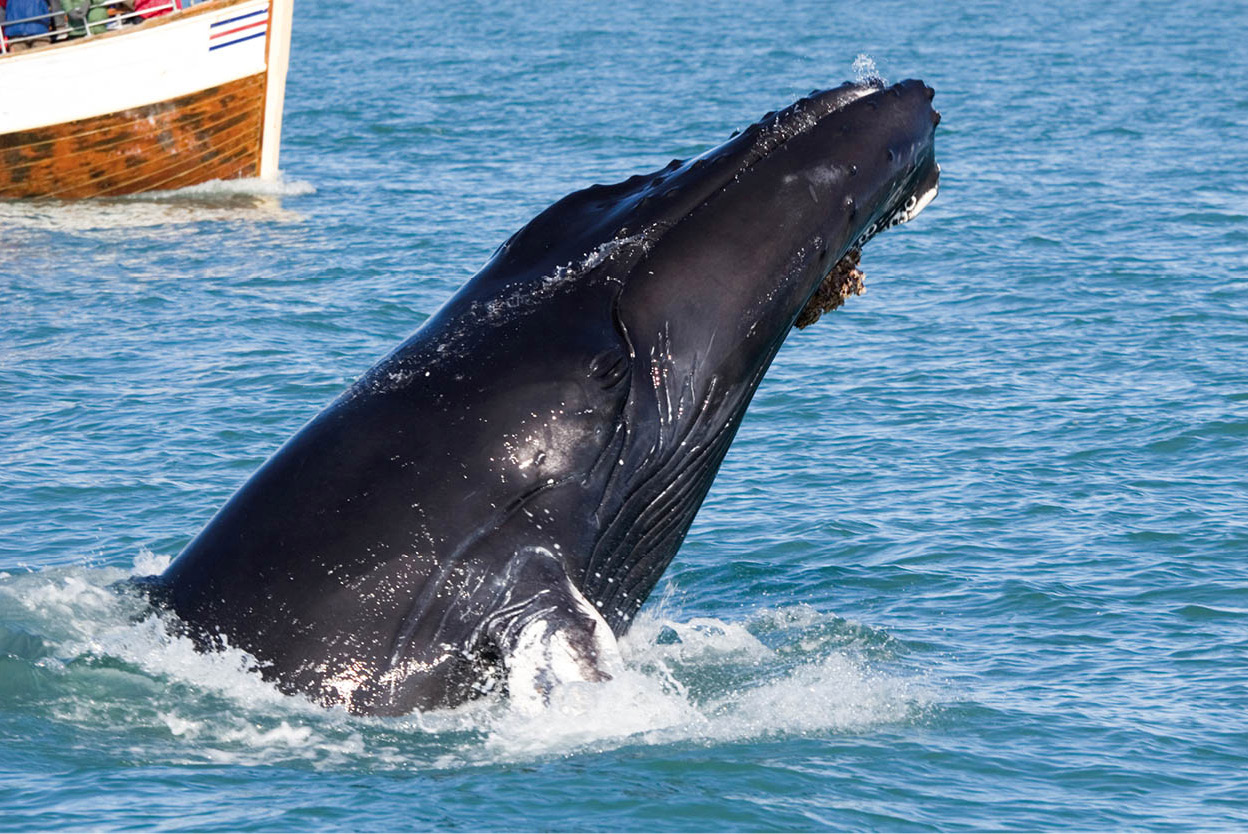 Whale-watching Perhaps the best place in Europe to catch a glimpse of one of - photo 12