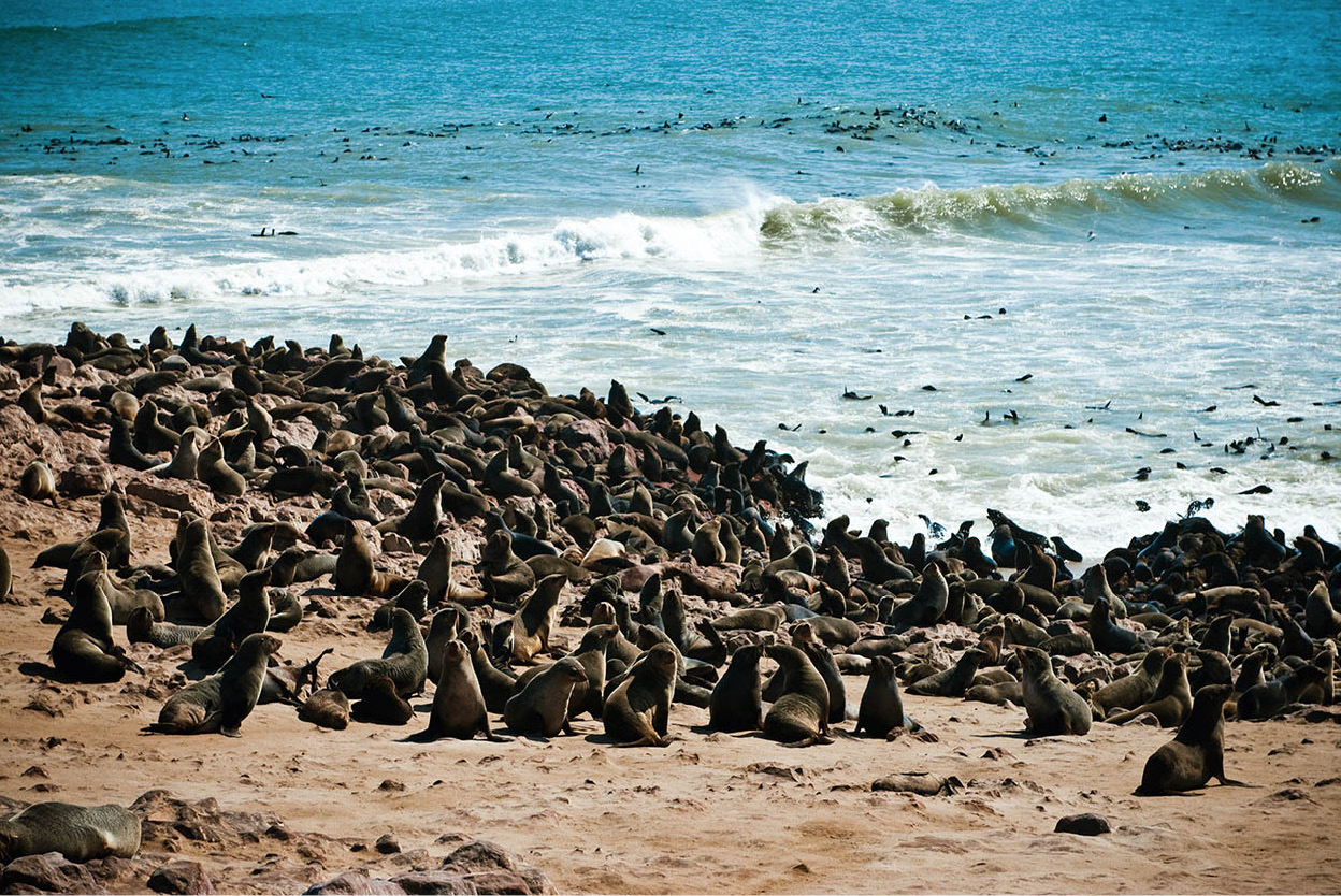 Cape Cross An unforgettable highlight of the Skeleton Coast north of - photo 11