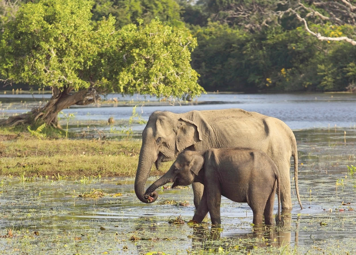 Top Attraction 3 Pinnawela Elephant Orphanage Touristy but undeniably - photo 7