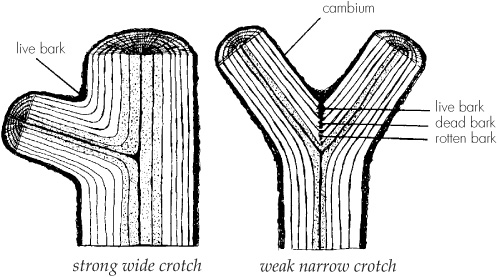 Wide crotch angles insure strong branch structure The angle of the crotch on - photo 1