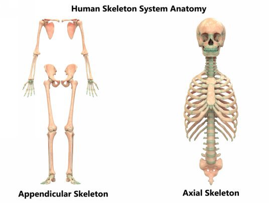 There are two types of skeletons The Axial and The Appendicular The Axial - photo 3