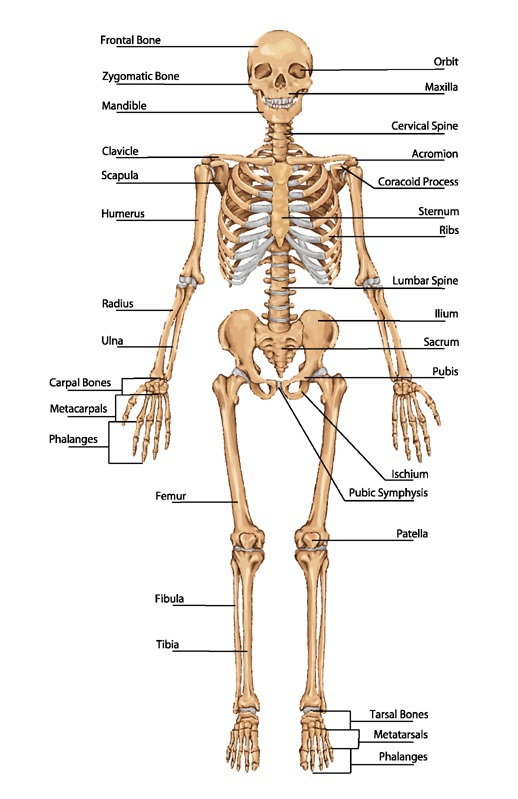 All bones fall into one of four shape categories Long flat short or - photo 4