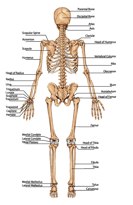 All bones fall into one of four shape categories Long flat short or - photo 5