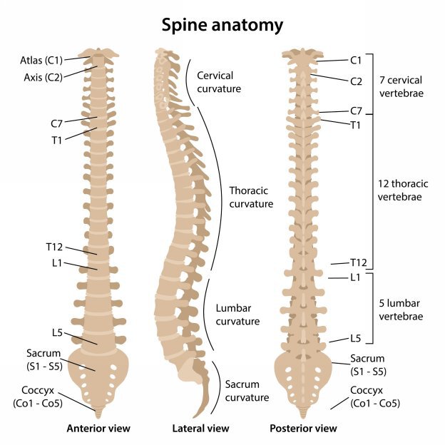 The bones make up the framework of the body Without them we would not be able - photo 6