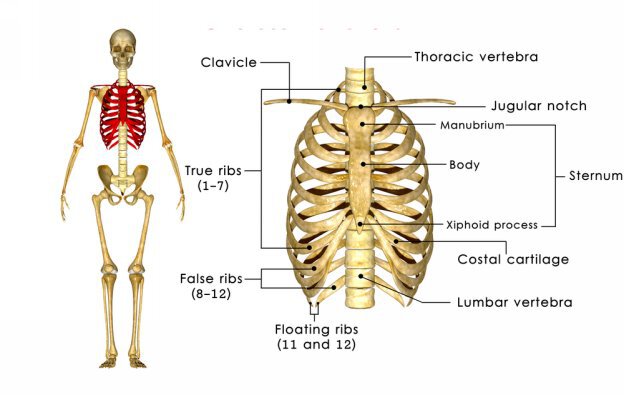 Total we have 12 pairs 24 individual ribs All the ribs attach to the spine - photo 7