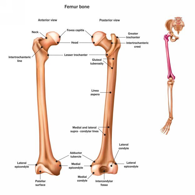 Basic Anatomy For Yoga Instructors and Everyone In Between - photo 8