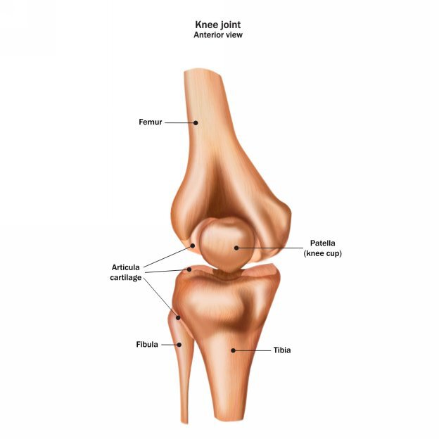 Pelvic Girdle The pelvis supports our body and completes t - photo 9