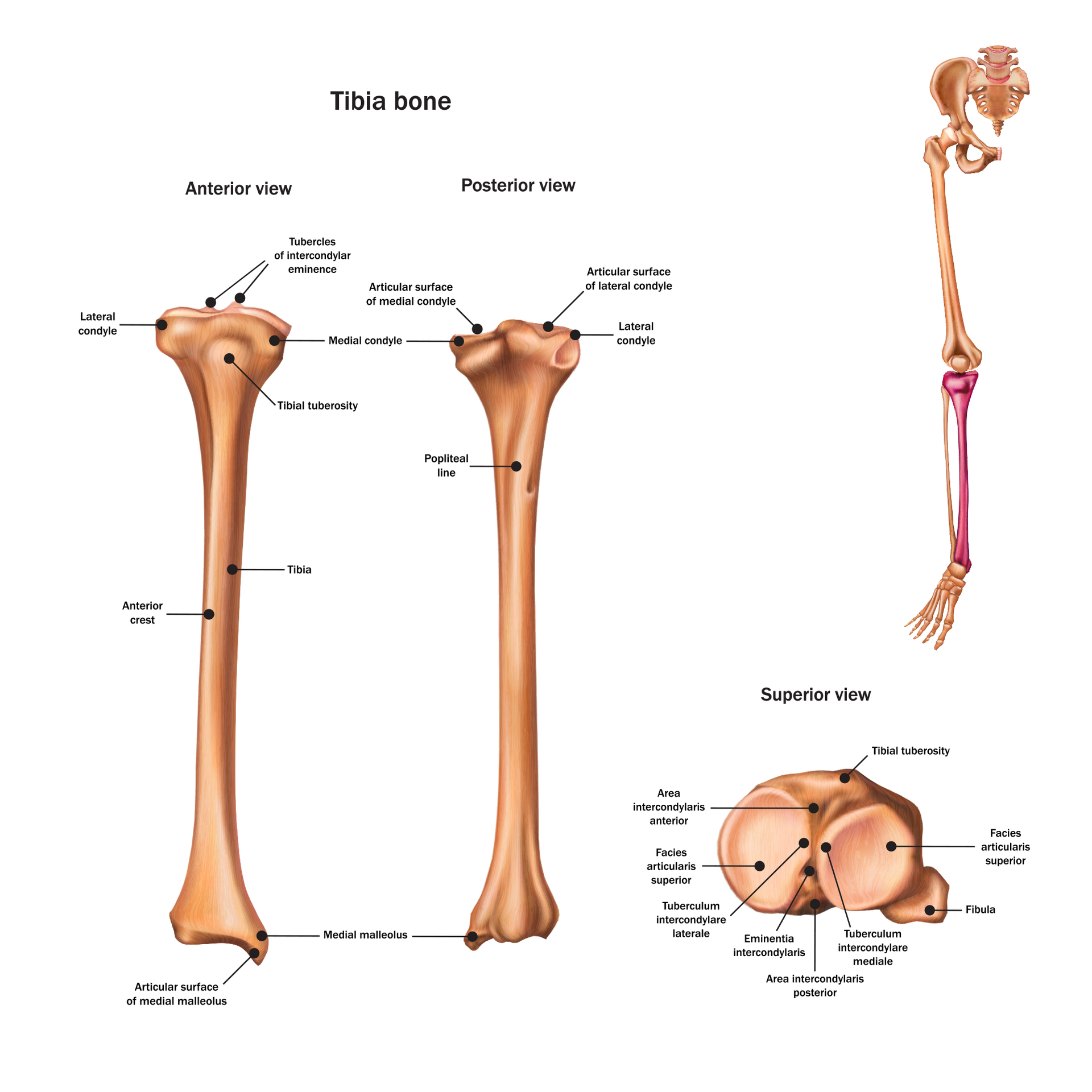 Pelvic Girdle The pelvis supports our body and completes the spinal column - photo 10