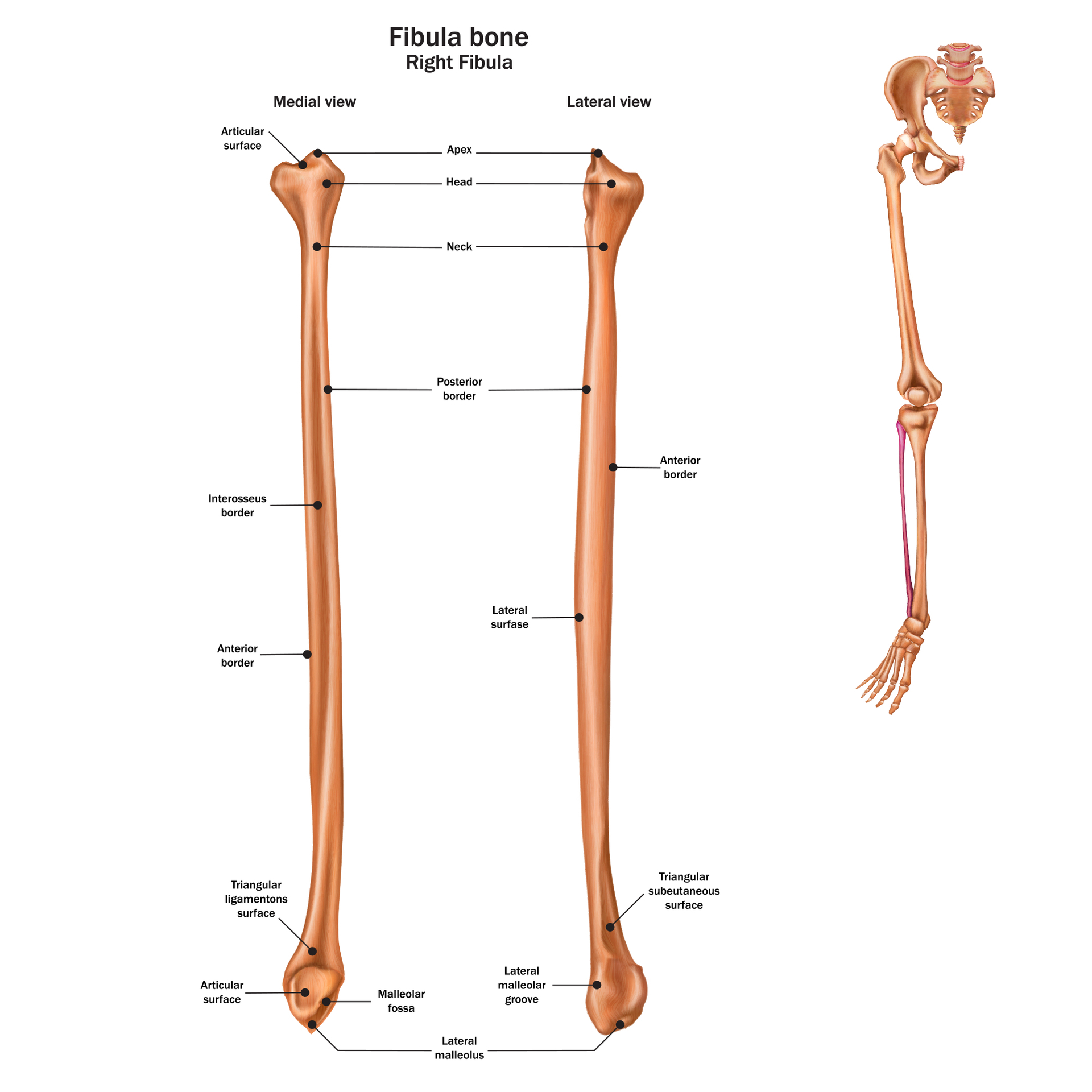 Pelvic Girdle The pelvis supports our body and completes the spinal column - photo 11