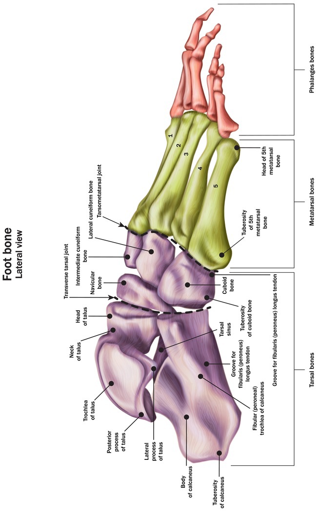 Pelvic Girdle The pelvis supports our body and completes the spinal column - photo 12