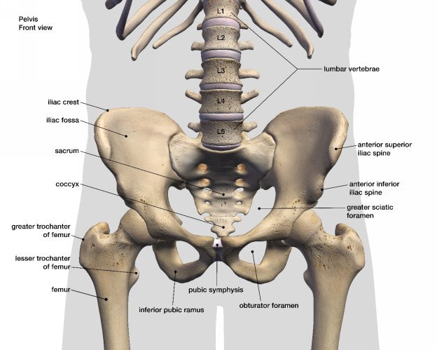 Shoulder Girdle The shoulder is a mobile joint like the hip The shoulder - photo 13