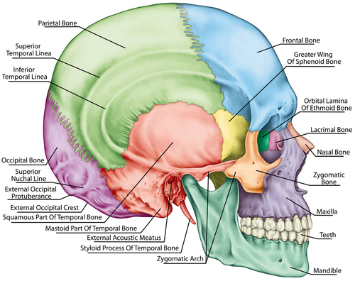 Muscles Without muscles and fascia our bones would not be able to move Fascia - photo 18