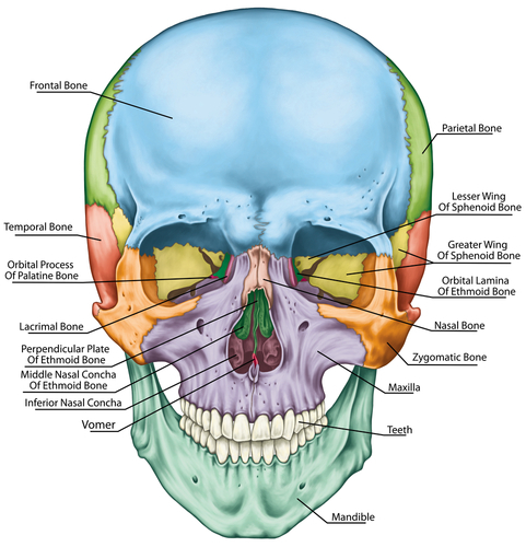 Muscles Without muscles and fascia our bones would not be able to move Fascia - photo 19