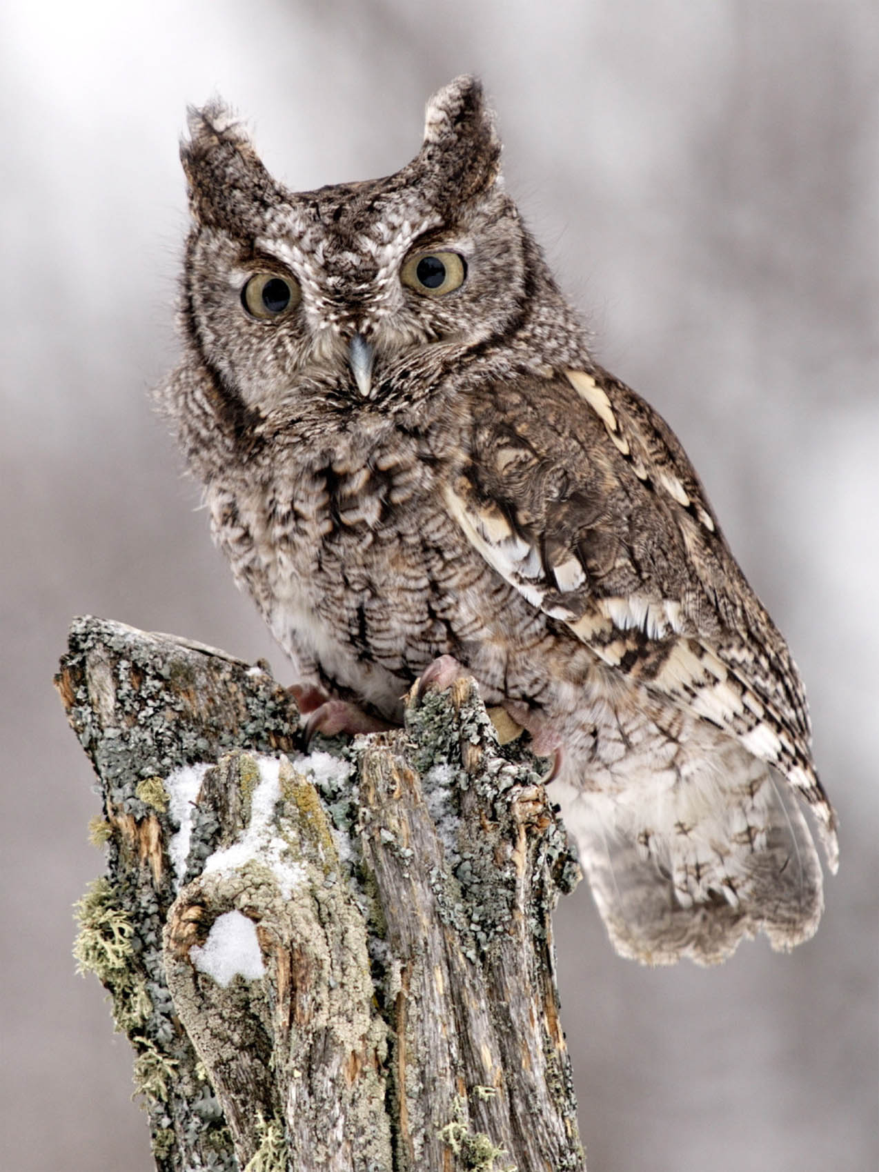 Contents Guide A Great Gray Owl comes in for the kill It can hear and - photo 2