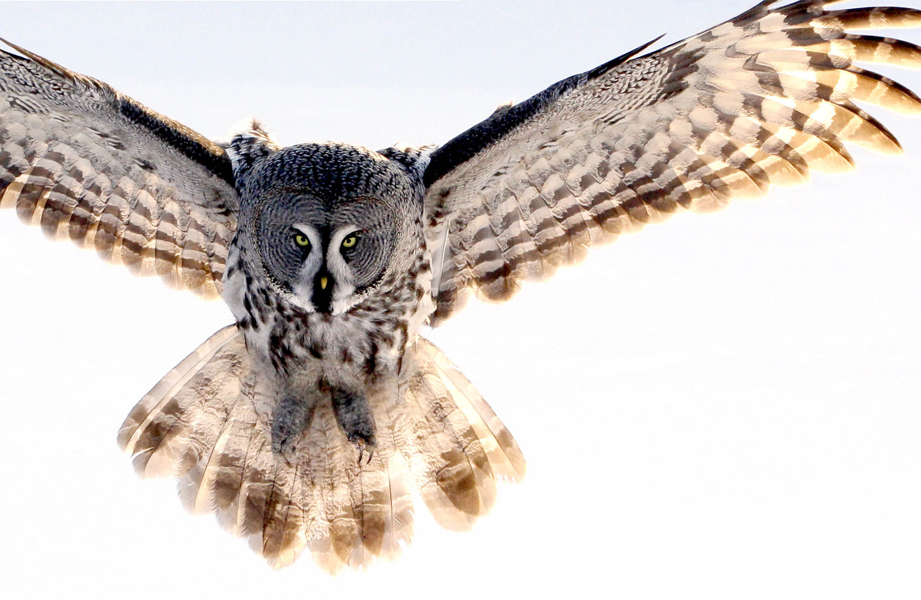 A Great Gray Owl comes in for the kill It can hear and accurately target a - photo 4