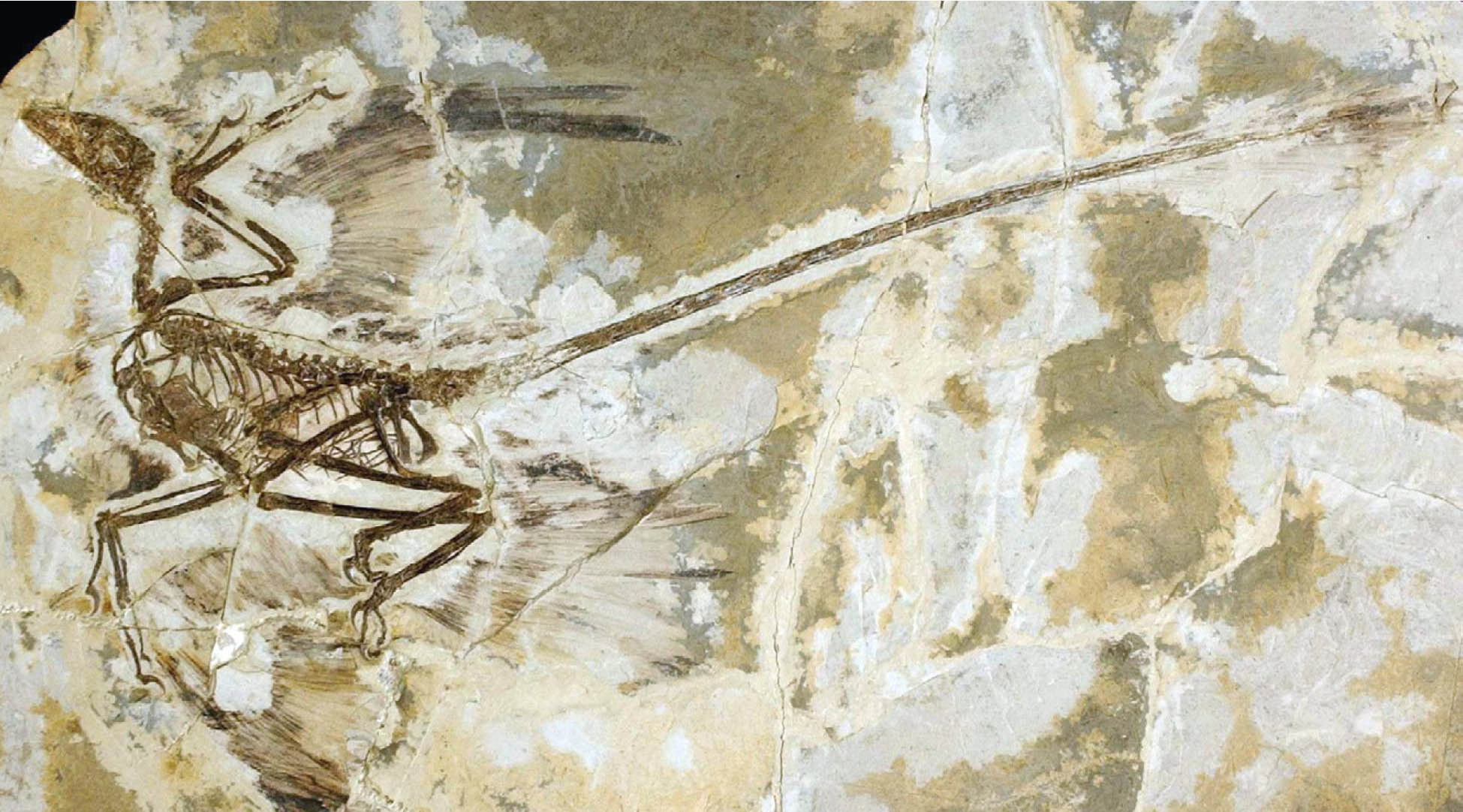 This dinosaur fossil clearly shows full-length flight feathers as well as - photo 5