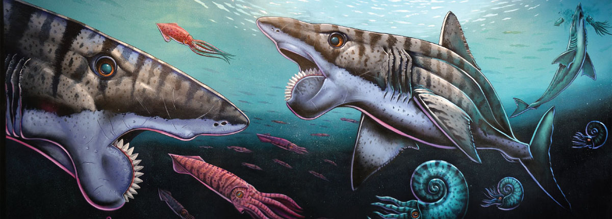 Helicoprion also known as the buzz saw or whorl-toothed shark lived during - photo 5