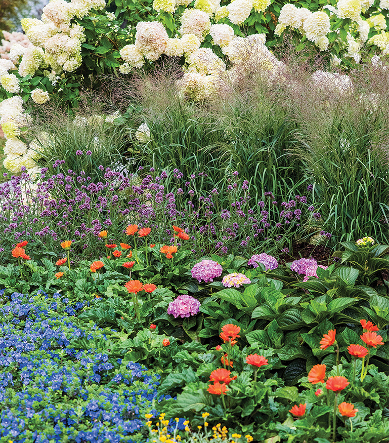 This colorful gardens mixture of annuals verbenas dwarf morning glories - photo 1