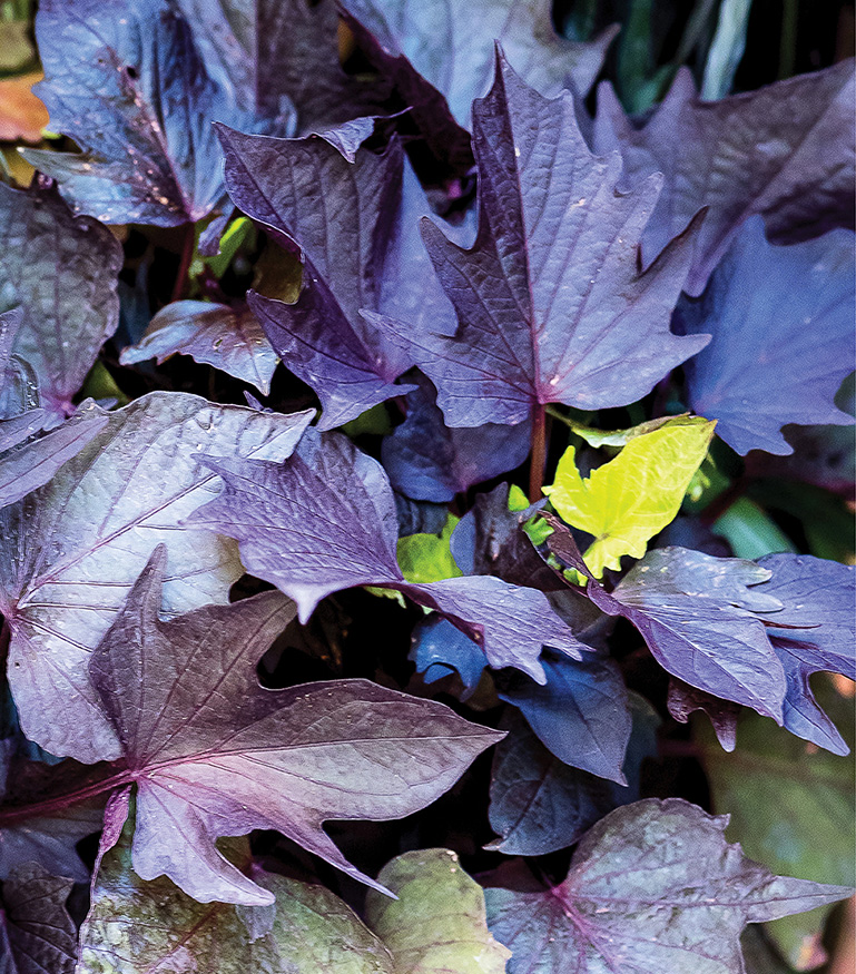 The inky black foliage of Sweet Caroline Bewitched After Midnight sweet potato - photo 3