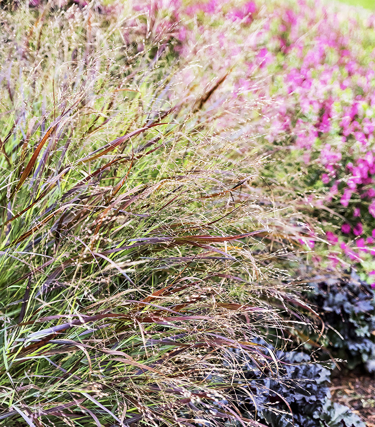 Foliage plants such as Prairie Winds Cheyenne Sky red switch grass and Black - photo 4