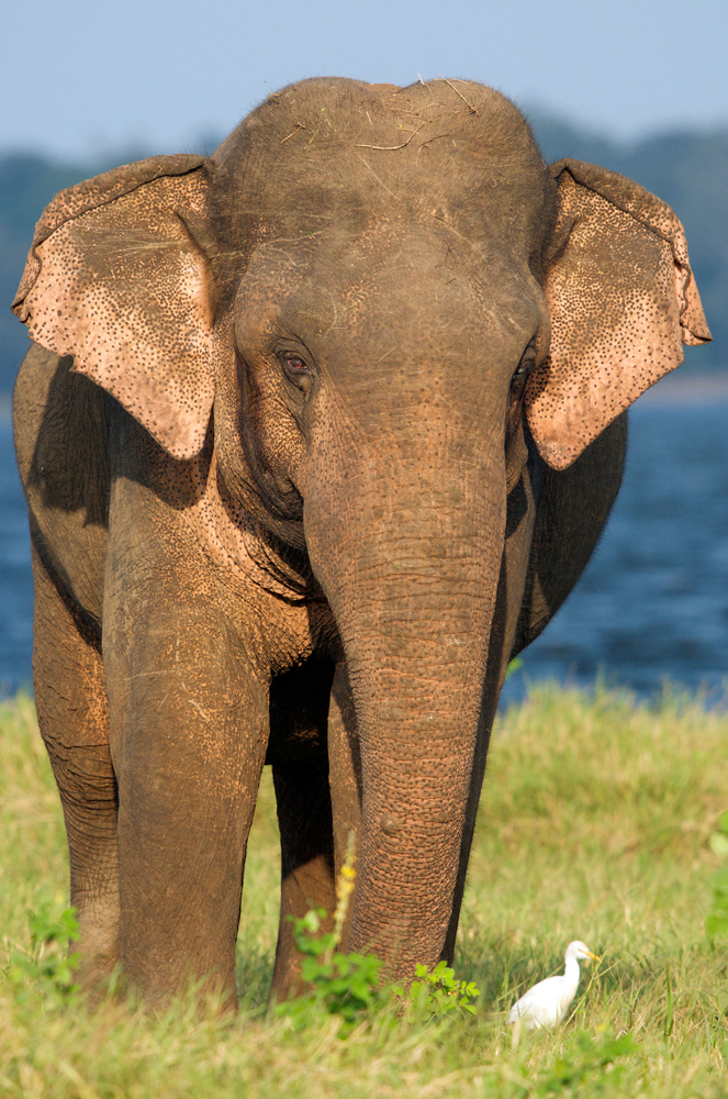 Alamy ASIAN ELEPHANT MINNERIYA NATIONAL PARK Sri Lankan Buddhism Buddhism - photo 6