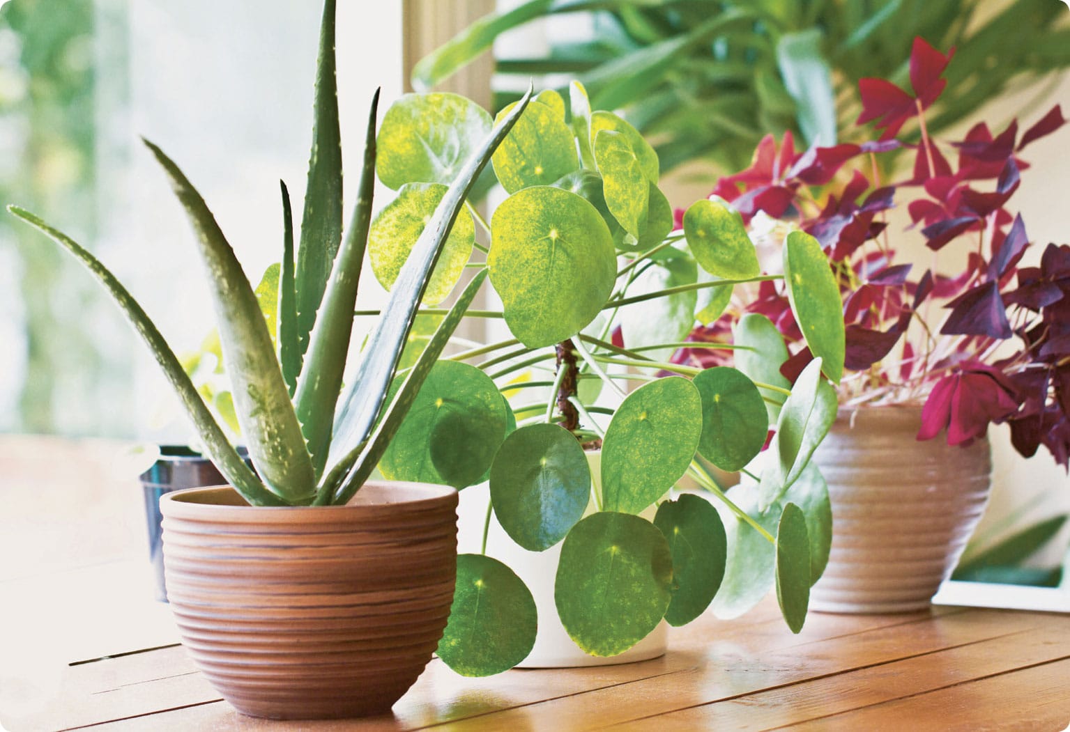 House plants come in a whole host of shapes textures and leaf colours to make - photo 7