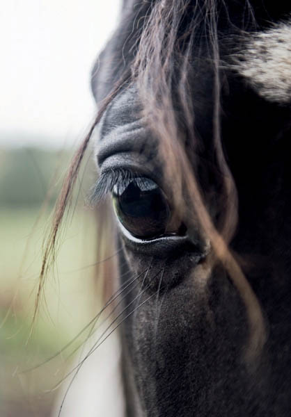 Horses seem to have special abilities to connect emotionally with humans - photo 3