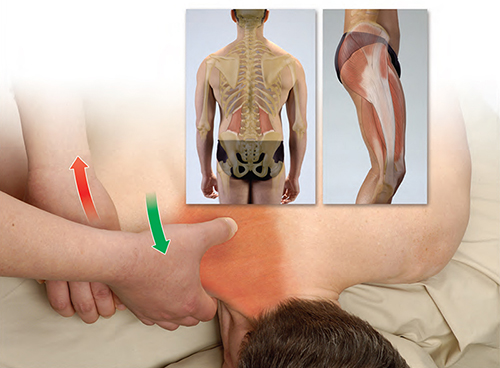 FUNCTIONAL ANATOMY Musculoskeletal Anatomy Kinesiology and Palpation for - photo 2