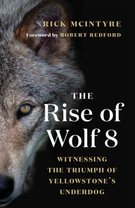 McIntyre Rick - The rise of wolf 8: witnessing the triumph of Yellowstones underdog