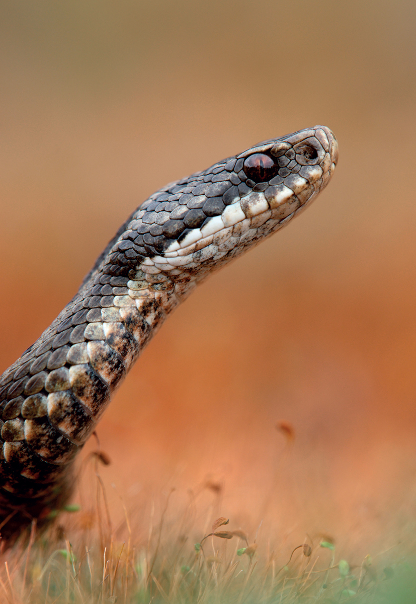 The Adder is one of Britains most renowned snakes It features in art poetry - photo 5