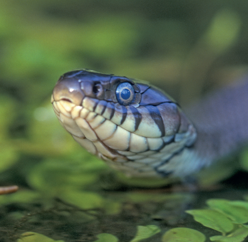 Even though snakes have been a feature of British ecosystems for centuries - photo 6