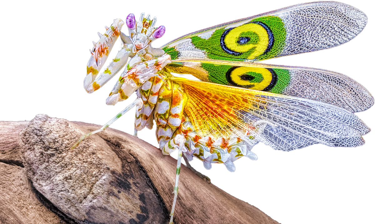 A spectacular Spiny Flower Mantis exhibits its eye-spot wing markings to - photo 7