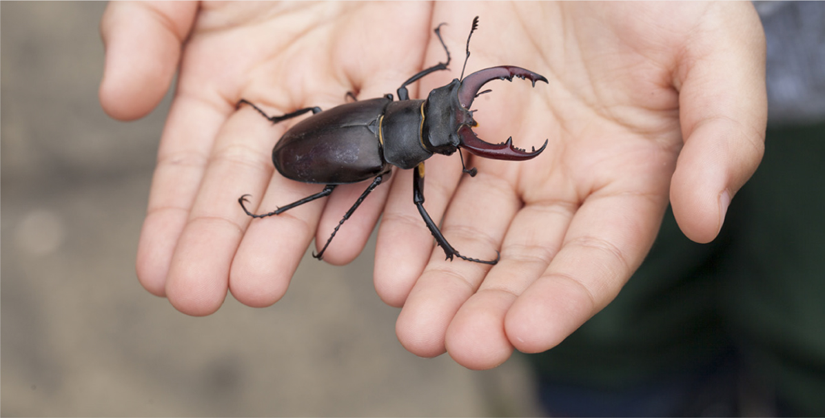 The male Stag Beetle is a fighting machine his huge jaws are for wrestling a - photo 8