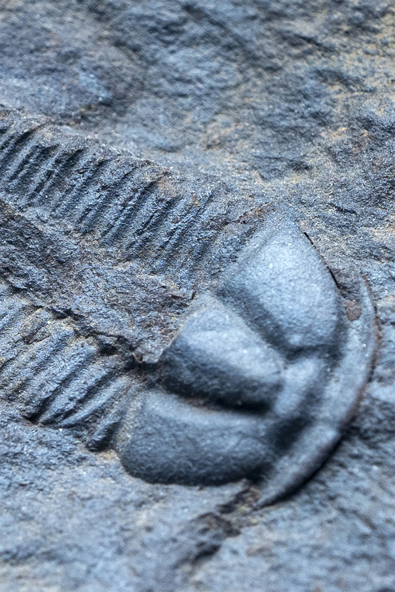 Trilobites were ancient arthropods and cousins to the insects their segmented - photo 11