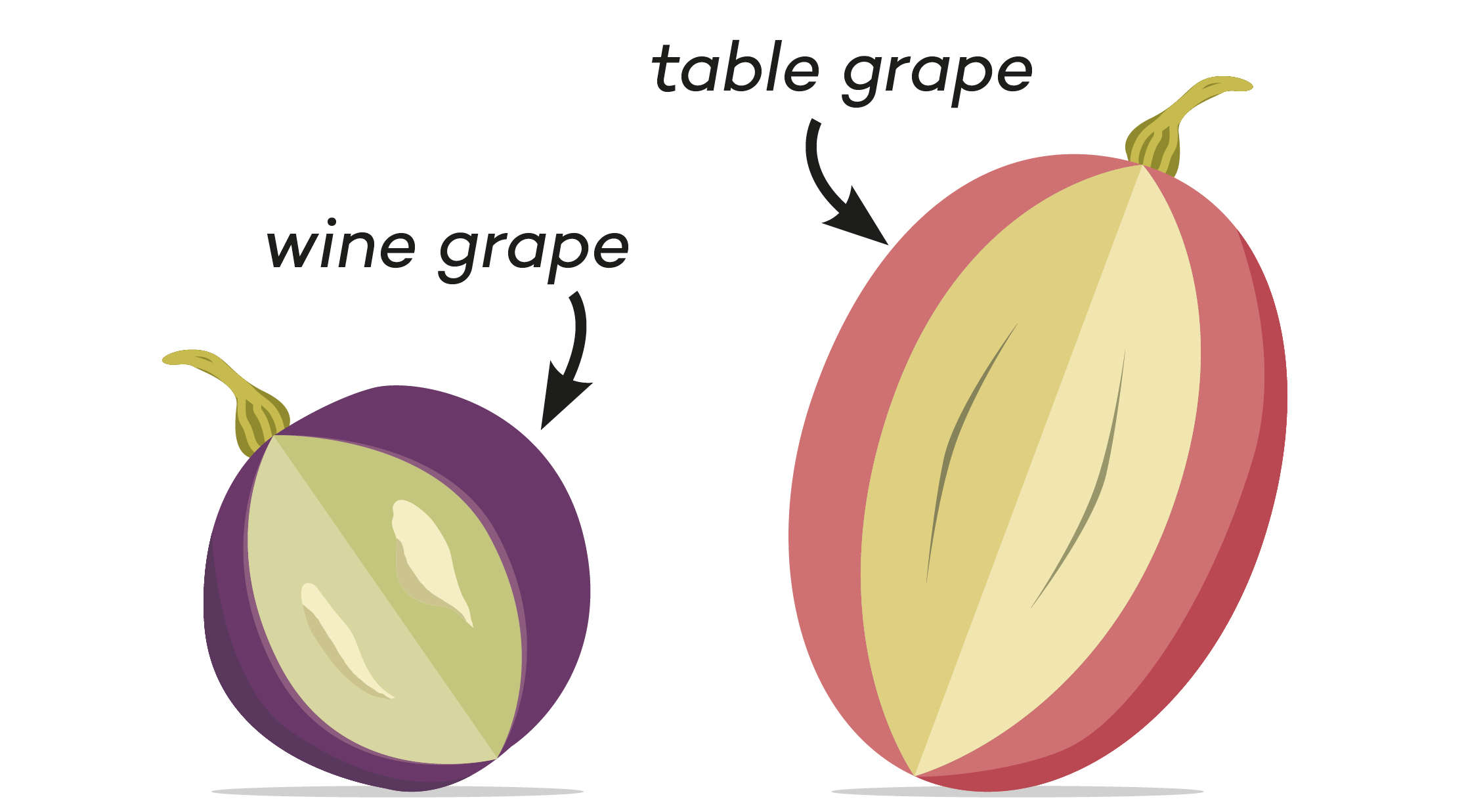 Wine grapes are different than table grapes They are smaller sweeter contain - photo 7