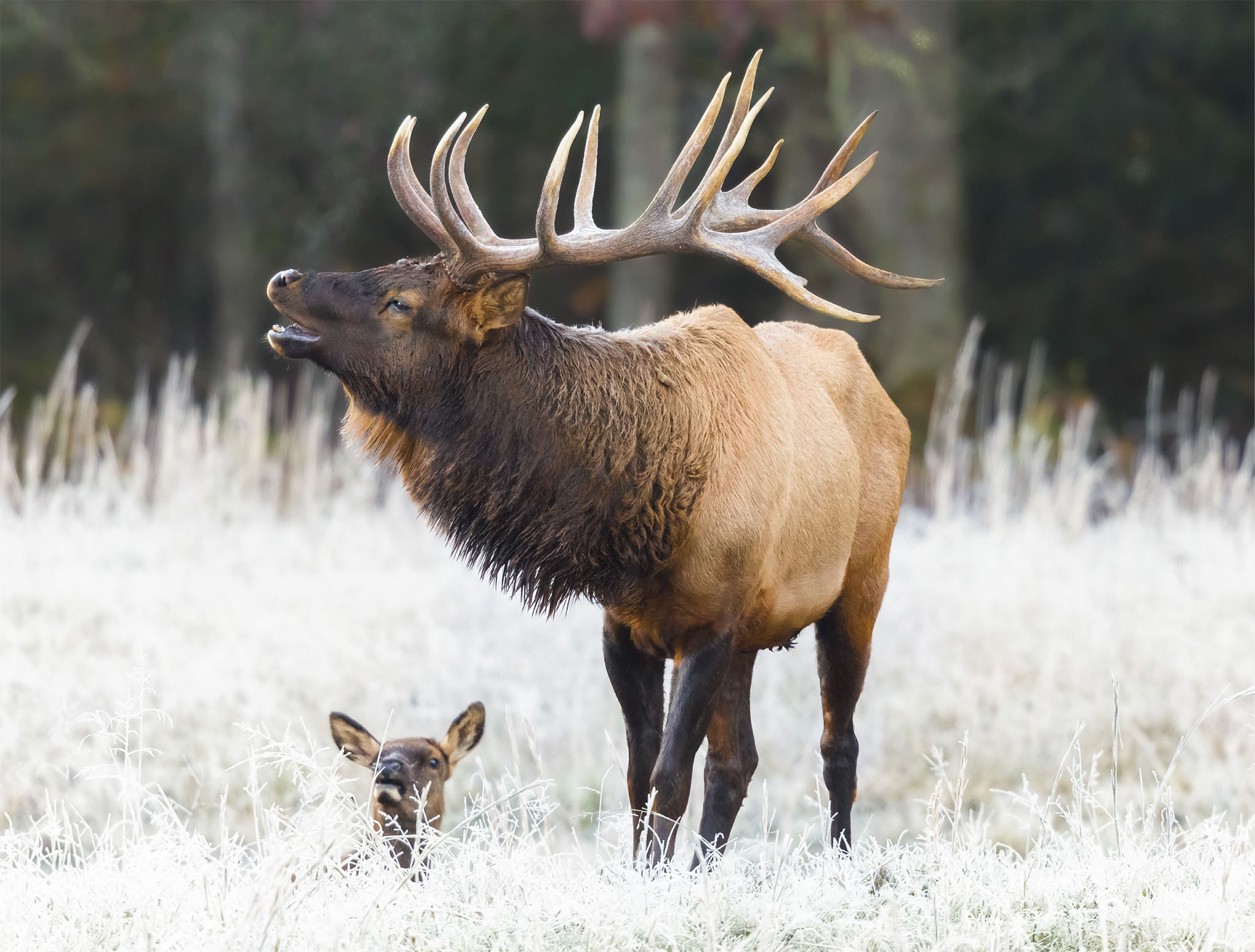 An elk and its calf in the frosty grasses of Cataloochee Valley the Smoky - photo 7