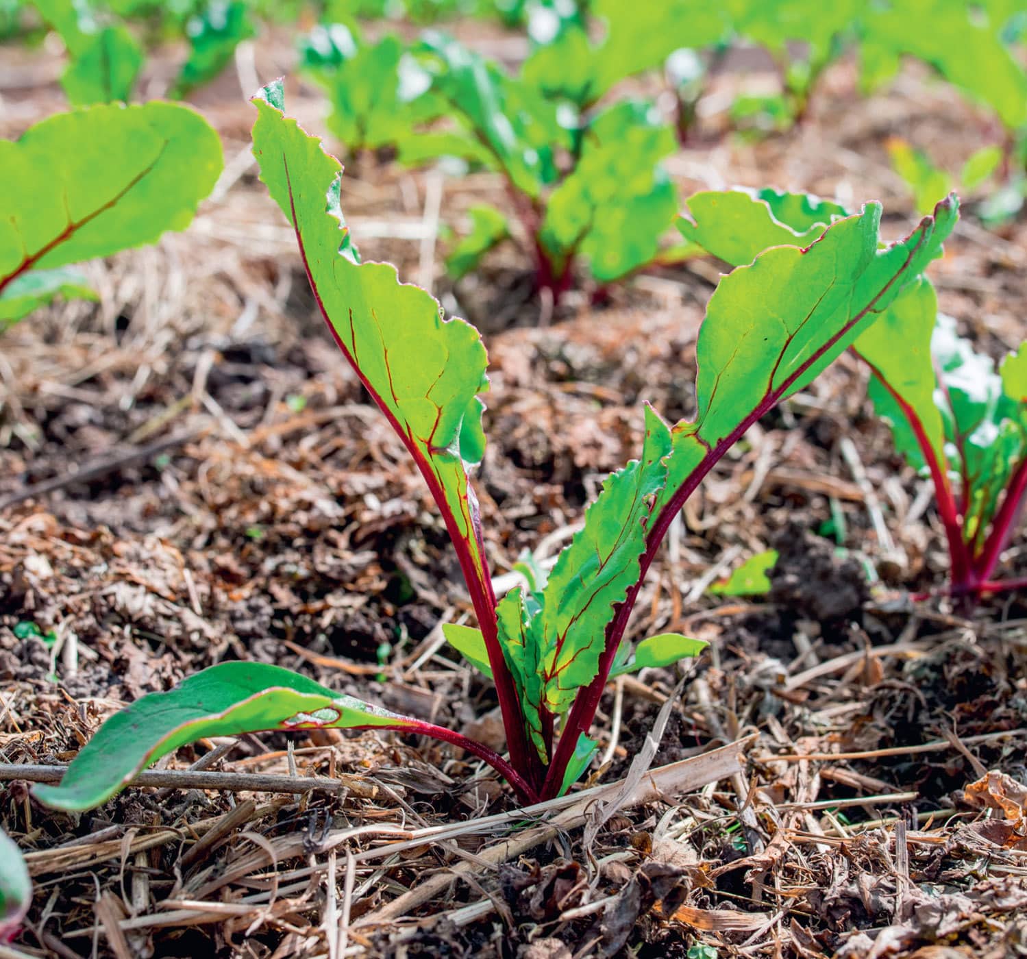 Chapter 1 THE BENEFITS OF NO-DIG GARDENING Among the many benefits of - photo 6