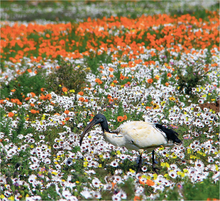 African sacred ibis West Coast National Park Lamberts Bay harbour - photo 7