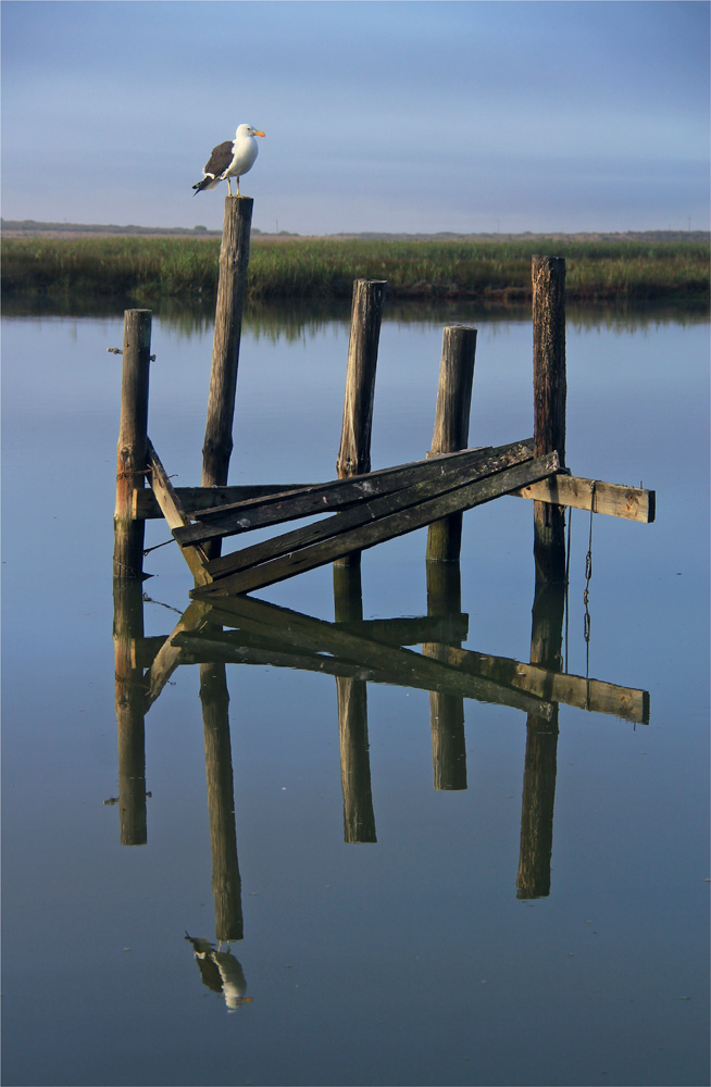 A kelp gull stands sentinel on a makeshift jetty near Velddrif Writing about - photo 11