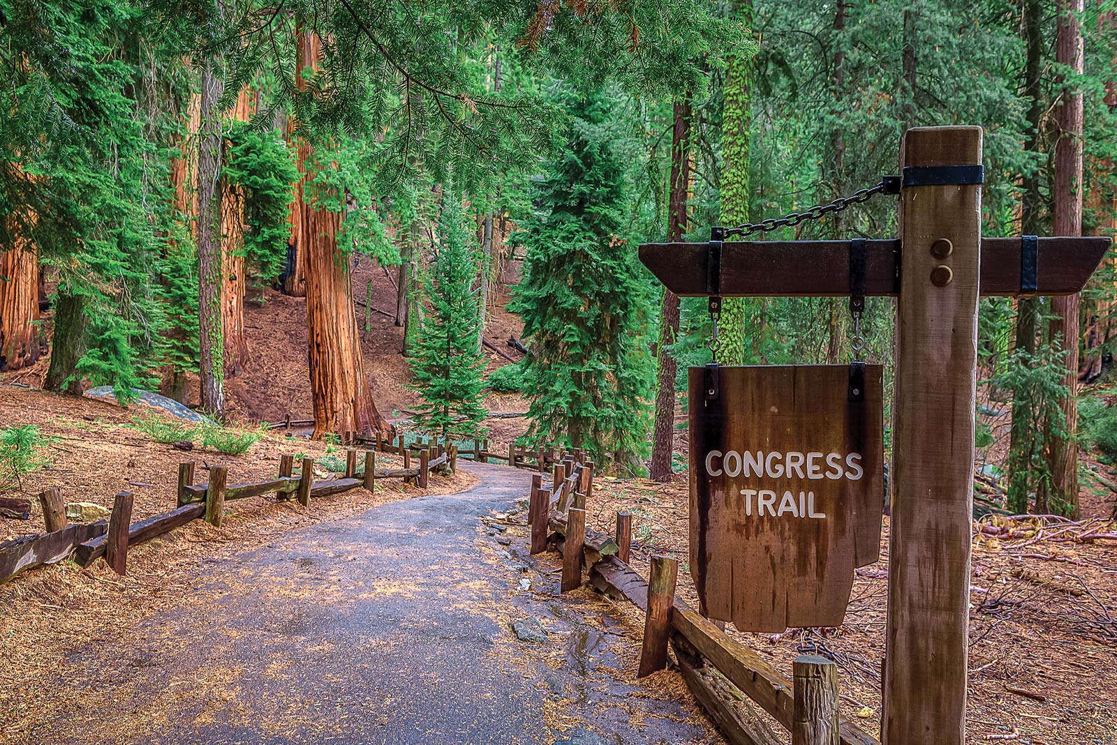 Congress Trail Your experiences in Sequoia and Kings Canyon can be like the - photo 7