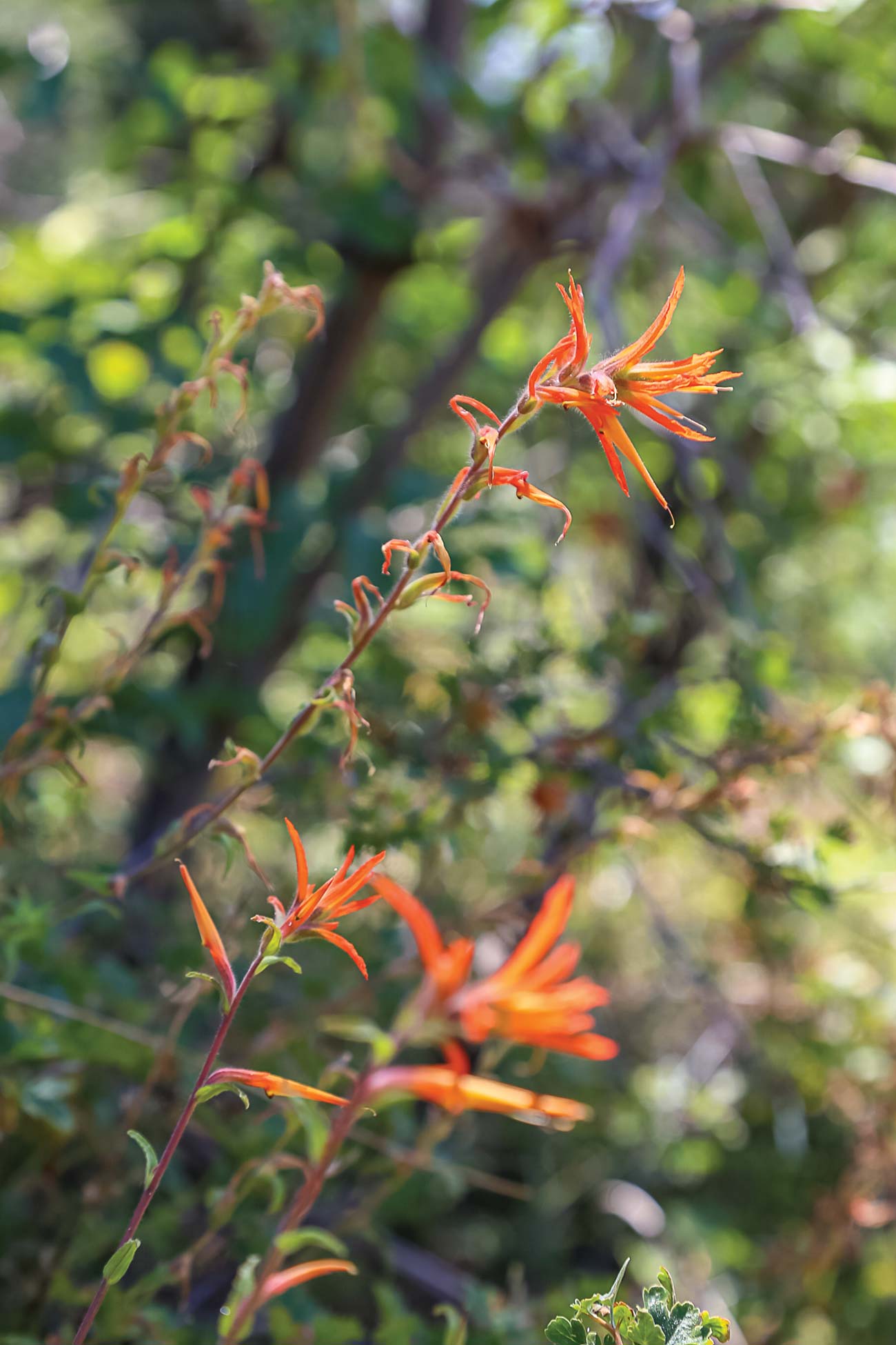 Indian paintbrush flower See Giant Trees Behold the two largest living - photo 13