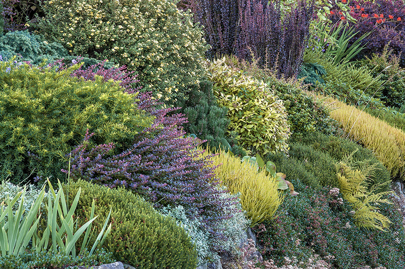A tapestry of heaths and heathers barberries and dwarf conifers creates a - photo 4