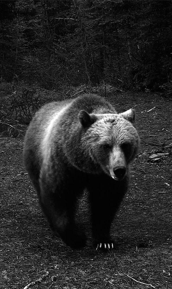 THE GRIZZLY IN THE DRIVEWAY THE RETURN OF BEARS TO A CROWDED AMERICAN - photo 2