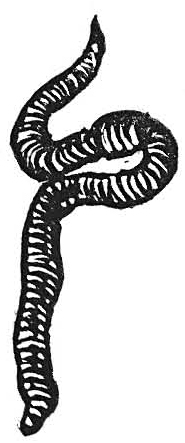 Earthworms in this category include the wonderfully stripy Tiger worms - photo 8